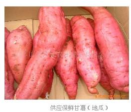 一级红薯种子种苗批发
