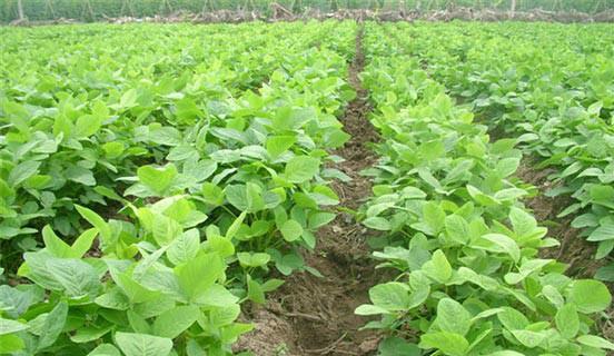 优质脱毒黄豆种子公司进口太空高产大豆种子厂家大豆种子基地图片