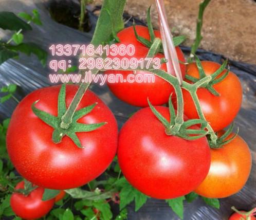 供应伊宝番茄种子大棚番茄种子_硬果番茄种子_抗病番茄种子图片