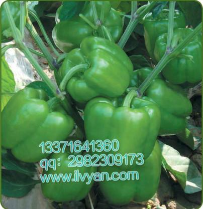 供应用于种植的早熟甜椒种子/格里姆甜椒种子图片