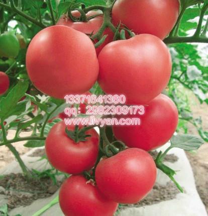 供应斯蒂夫番茄种子硬粉番茄种子图片