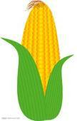 供应用于食用的批发进口玉米图片