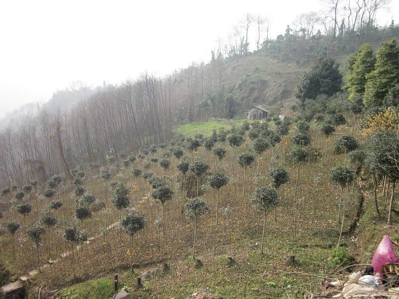 成都市高杆丹桂基地厂家供应高杆丹桂基地，高杆丹桂价格，高杆丹桂批发，高杆丹桂介绍