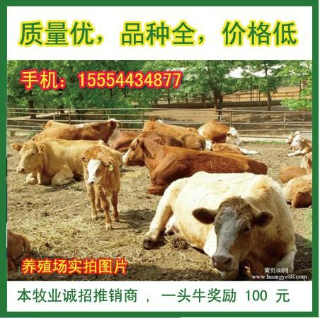 济宁市哪里的肉牛小牛犊便宜厂家供应哪里的肉牛小牛犊便宜应