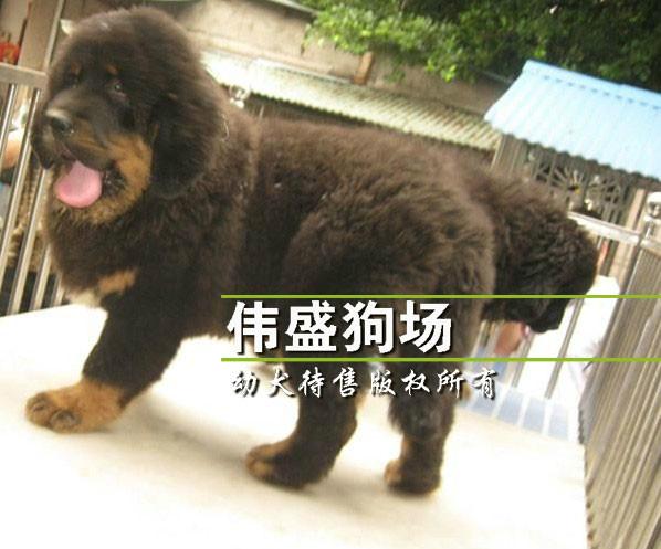 供应广州哪里有卖藏獒犬纯种藏獒犬