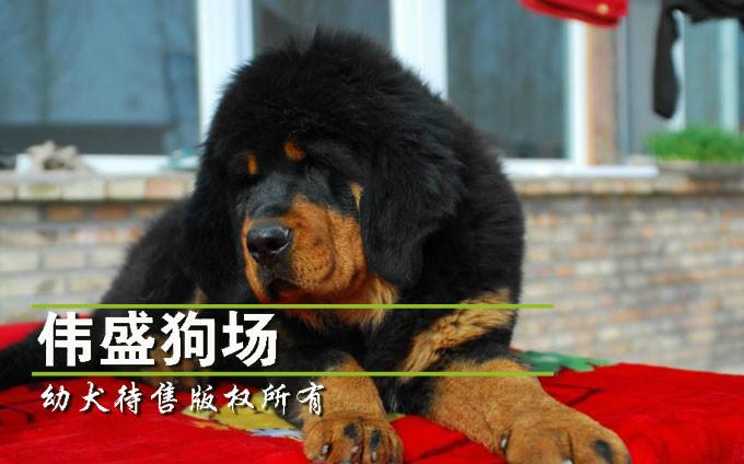 广州哪里有卖藏獒犬纯种藏獒犬批发