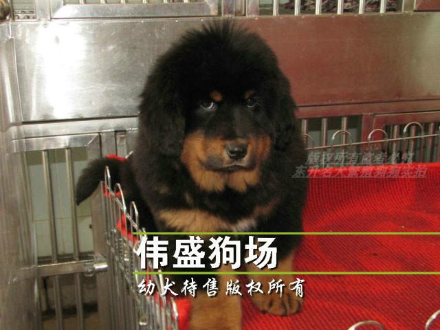 供应深圳哪里有卖藏獒犬深圳纯种藏獒