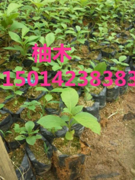 供应广东广州30公分高柚木种苗报价，广东40公分高柚木，柚木小苗