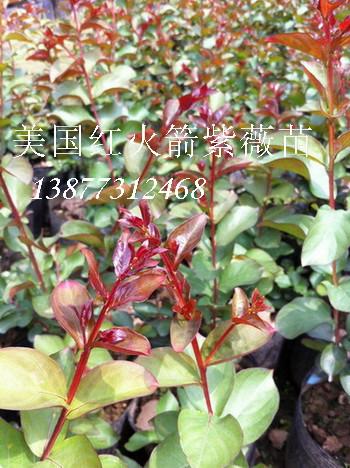 桂林市桂林紫薇种植基地红火箭紫薇厂家