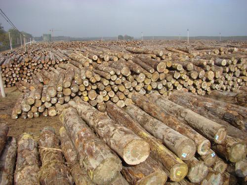 赤道几内亚原木锯木批发