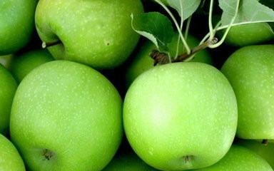 供应藤木苹果价格，辽伏苹果价格，早熟苹果品种