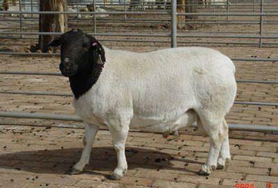 济宁市杜泊羊养殖大全厂家供应杜泊羊养殖大全怀孕羊 种羊 羊羔 120斤的多少钱