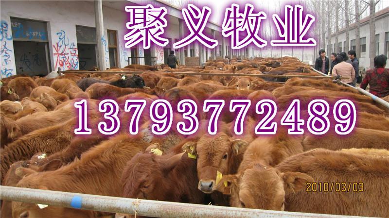 供应肉牛夏洛莱纯种西门塔尔鲁西黄牛优质牛犊图片