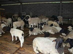 供应杜泊绵羊 黑头杜波 白头杜波种羊 羔羊 怀孕羊价格 养殖 图片