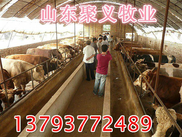 供应肉牛犊价格西门塔尔牛价格西门塔尔养殖场