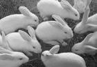 兔子养殖技术批发