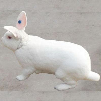 供应兔子养殖_兔子养殖技术_兔子养殖防疫