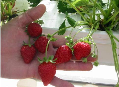 供应用于水培蔬菜技术的草莓西红柿瓜果蔬菜无土栽培技术