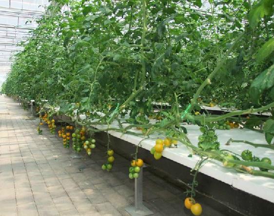 供应用于水培蔬菜技术的草莓西红柿瓜果蔬菜无土栽培技术