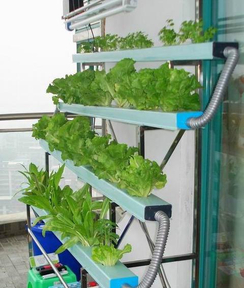 供应用于水培技术设备|家庭水培设备的绿色阳台蔬菜瓜果无土栽培技术设备