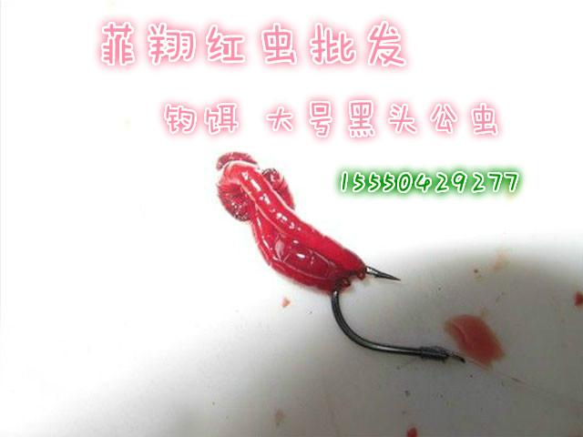 供应广州东莞 冰冻红虫 鲜活红虫批发长度1.6cm鱼饵质量有保障大号公虫图片