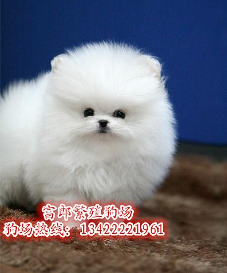 广州哪里有出售小型犬 纯种博美价格的 博美的照片