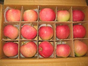 供应山东红富士苹果，山东红富士苹果价格，山东红富士苹果批发