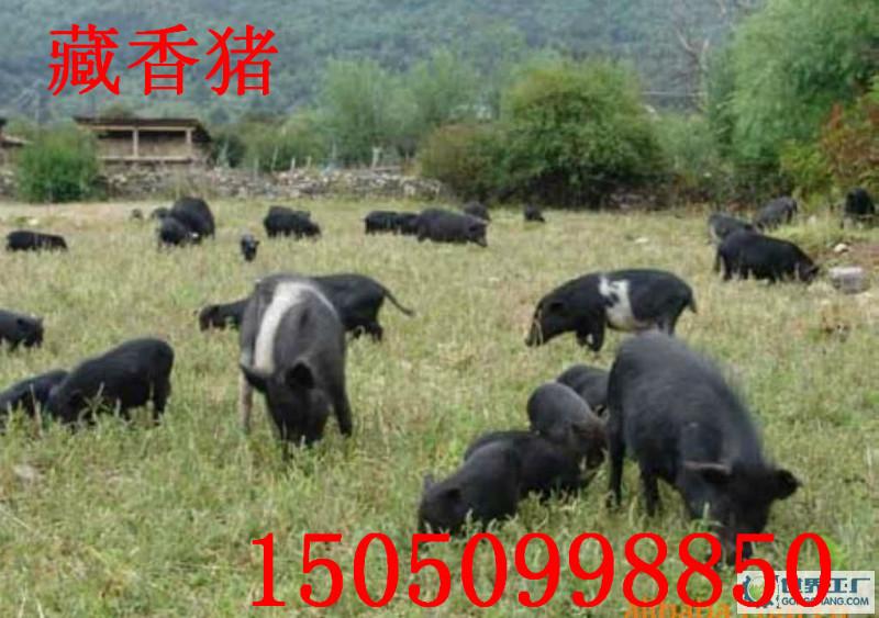 供应天津藏香猪价格        天津藏香猪哪里有