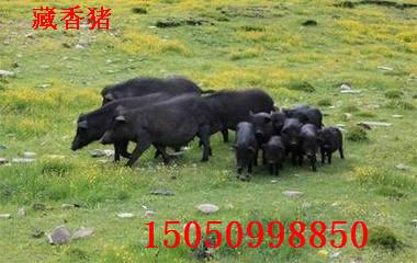 供应山东藏香猪价格、藏香猪价格