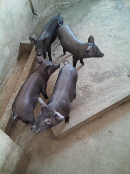 北京黑猪价格批发