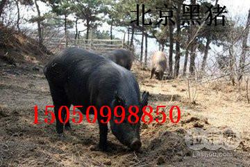 供应北京黑猪养殖