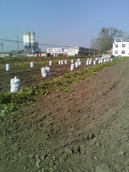 安徽红薯种植基地批发