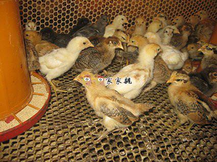 柴鸡苗批发现在什么价格，方城县家家亲孵化养殖有限公司