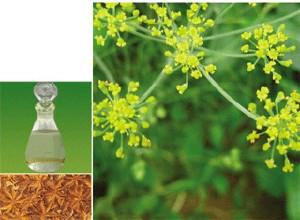 八角茴香油，高品质！吉水文峰生物科技供应各种天然香精香料图片
