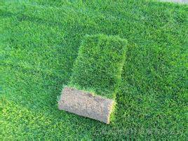 园林养护草坪 草坪种植 北京草坪报价 北京草坪基地