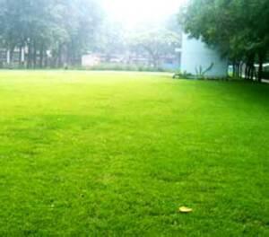 球场草坪种植基地 球场草坪种植  北京草坪基地 京燕园林绿化