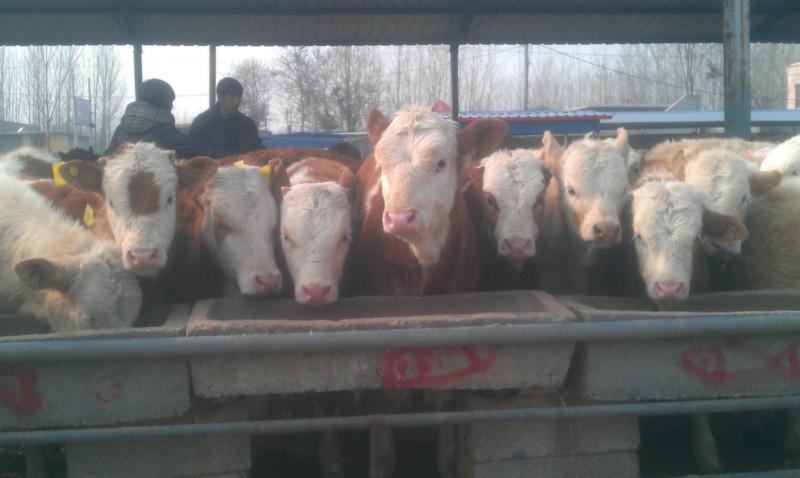 供应肉牛养殖场