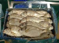供应冷冻马加鱼-马面鱼批发厂家-冷冻海鳗供应商家