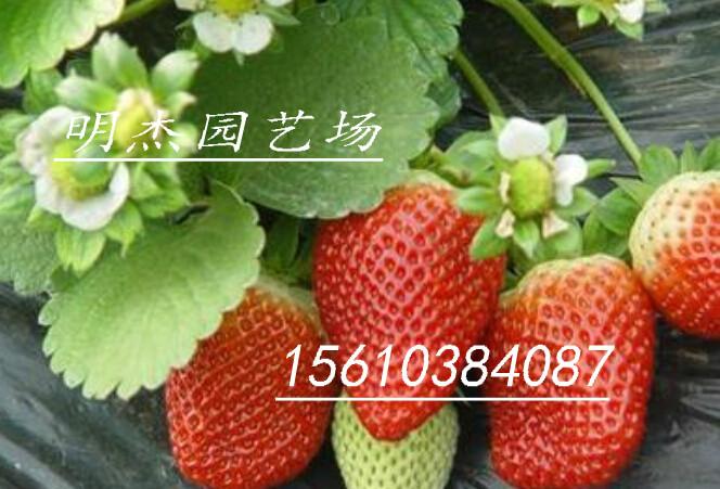 供应贵美人草莓苗