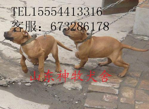 菏泽市赣州哪有卖比特犬的厂家供应赣州哪有卖比特犬的，比特犬养殖，比特犬价格