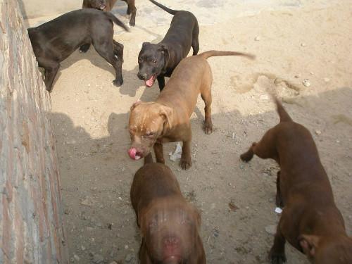 菏泽市河南比特犬养殖厂家供应河南比特犬养殖，比特幼犬价格，