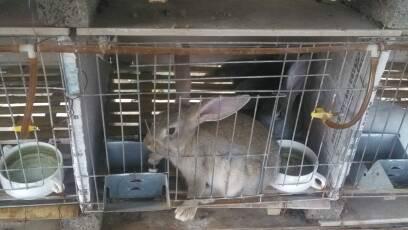 供应天津獭兔养殖，天津獭兔出售，獭兔优价