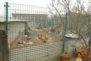 供应养鸡围栏网