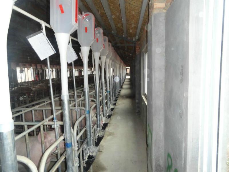 供应料线 自动喂料线 肥猪饲喂站 自能化喂料系统 养殖设备 畜牧设备