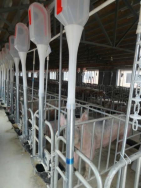 供应猪场专用料线 定位栏 限位栏 养殖设备 料线厂家
