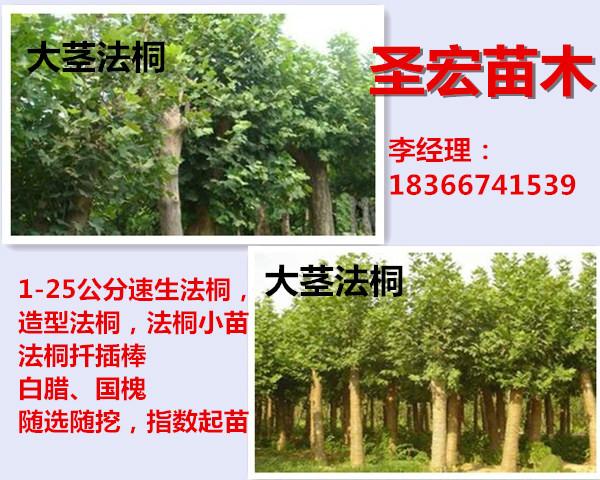 供应山东东营胸径12公分法桐价格