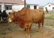 供应四川鲁西黄牛价格，鲁西黄牛养殖场，鲁西黄牛批发商