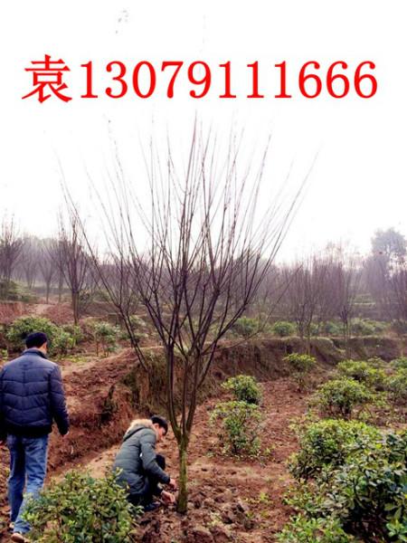 四川红叶李-苗木种植基地批发报价价格