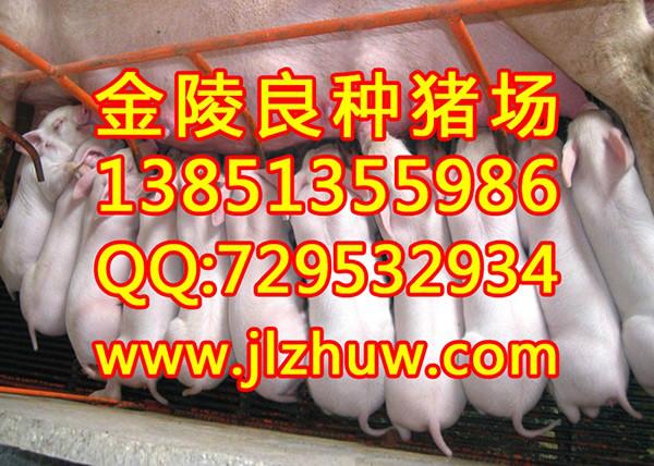 供应湖南省各地三元猪苗市场价格咨询13851355986图片