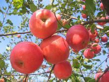 供应矮化M26苹果苗 矮化苹果苗 苹果苗价格 矮化苹果